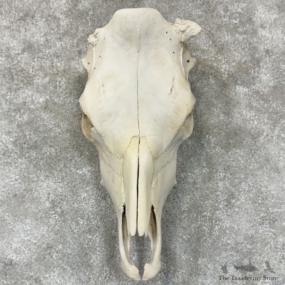 Cow Skull European Mount For Sale #29594 @ The Taxidermy Store