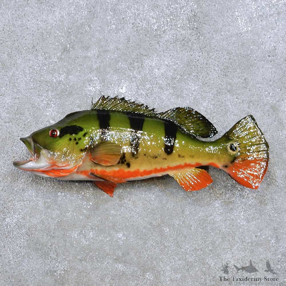 Peacock Bass Fish Mount For Sale #17642 @ The Taxidermy Store