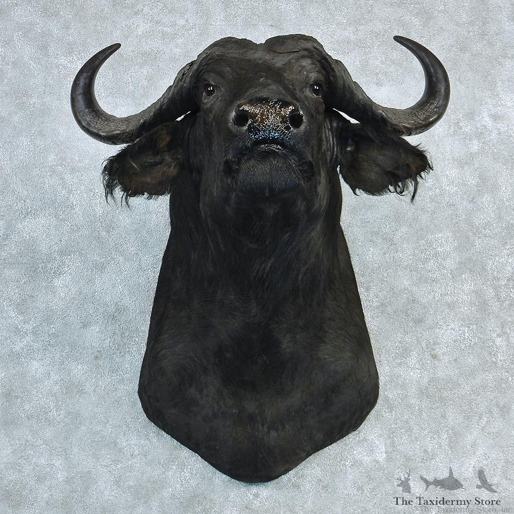 African Cape Buffalo Shoulder Taxidermy Head Mount #12734 For Sale @ The Taxidermy Store
