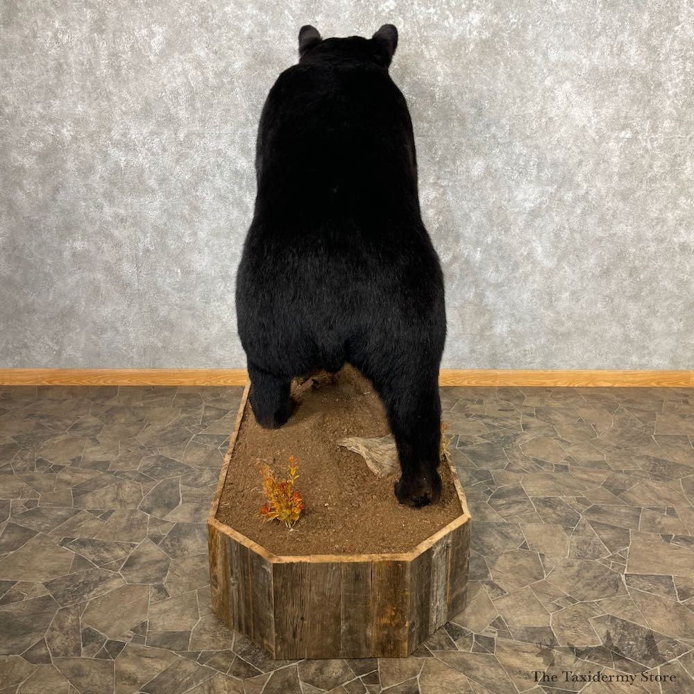 Black Bear Life-Size Mount For Sale #26742 @ The Taxidermy Store