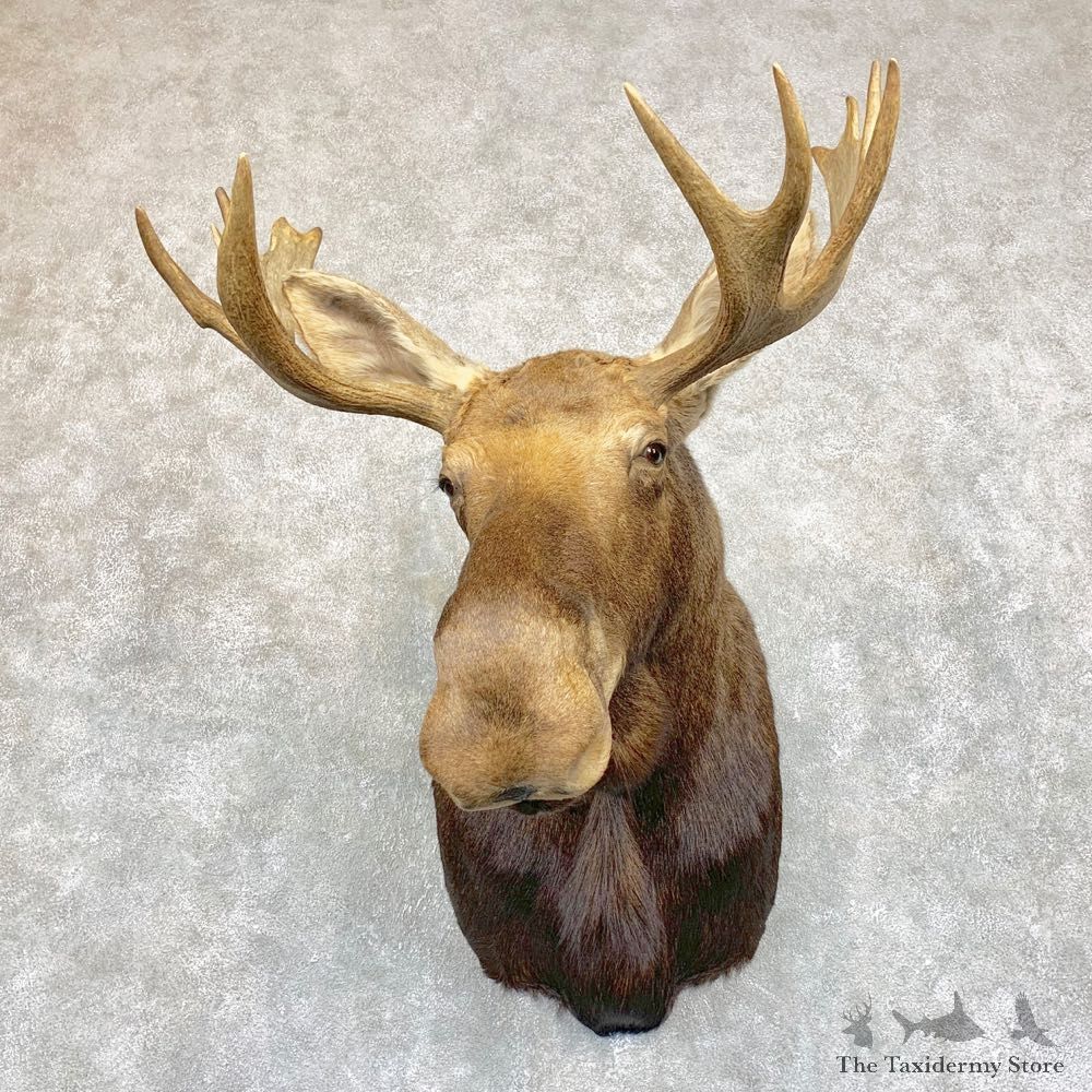 Eastern Canada Moose Shoulder Taxidermy Mount For Sale #21740 @ The Taxidermy Store