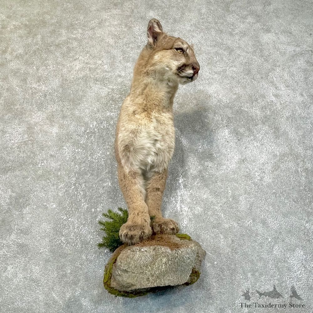 Mountain Lion Half Life-Size Mount For Sale #24115 @ The Taxidermy Store