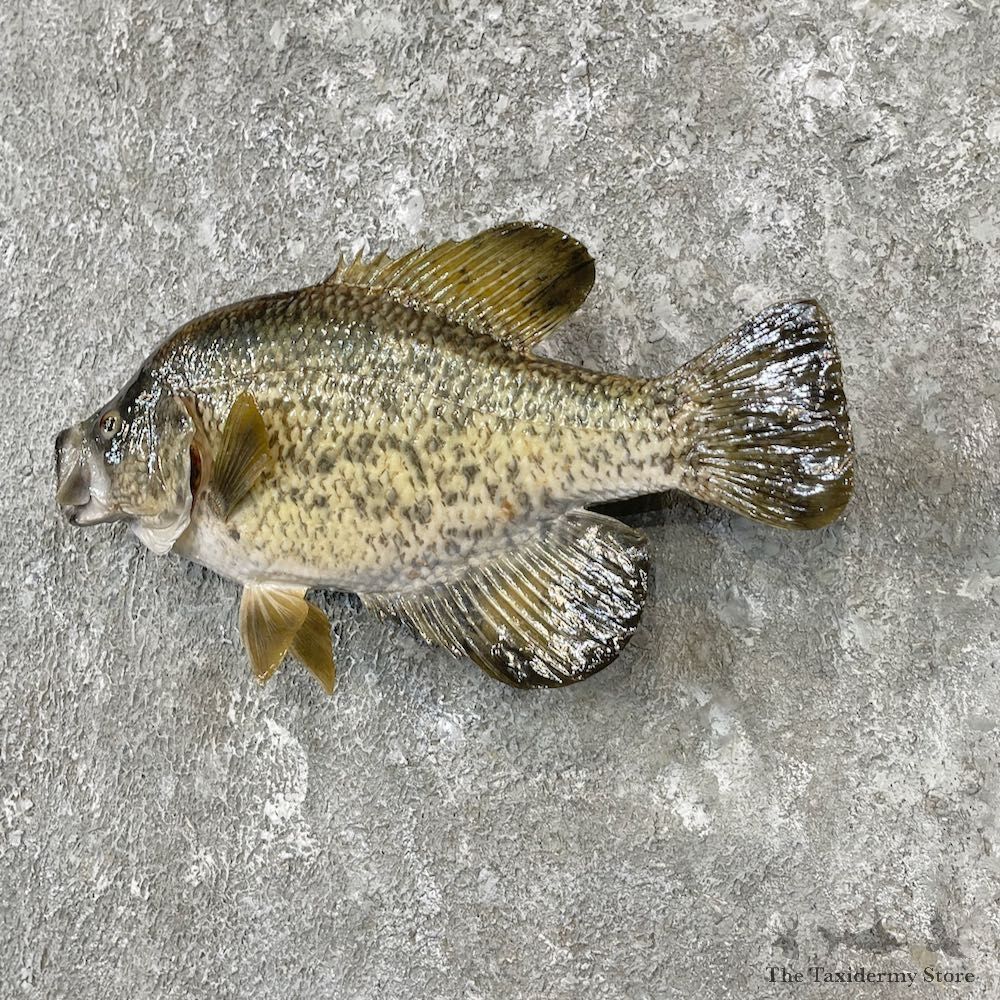 White Crappie Taxidermy Fish Mount #26135 For Sale @ The Taxidermy Store