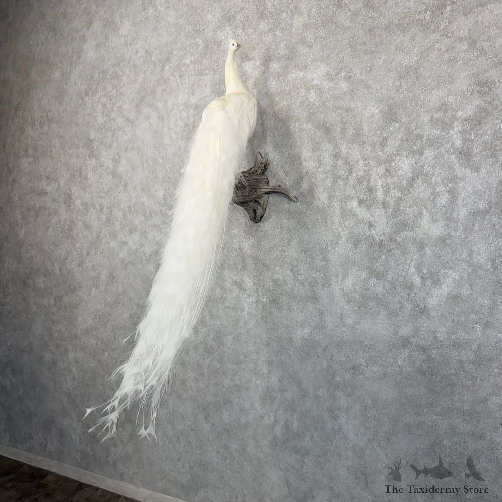 White Peacock Bird Mount For Sale #30047 @ The Taxidermy Store