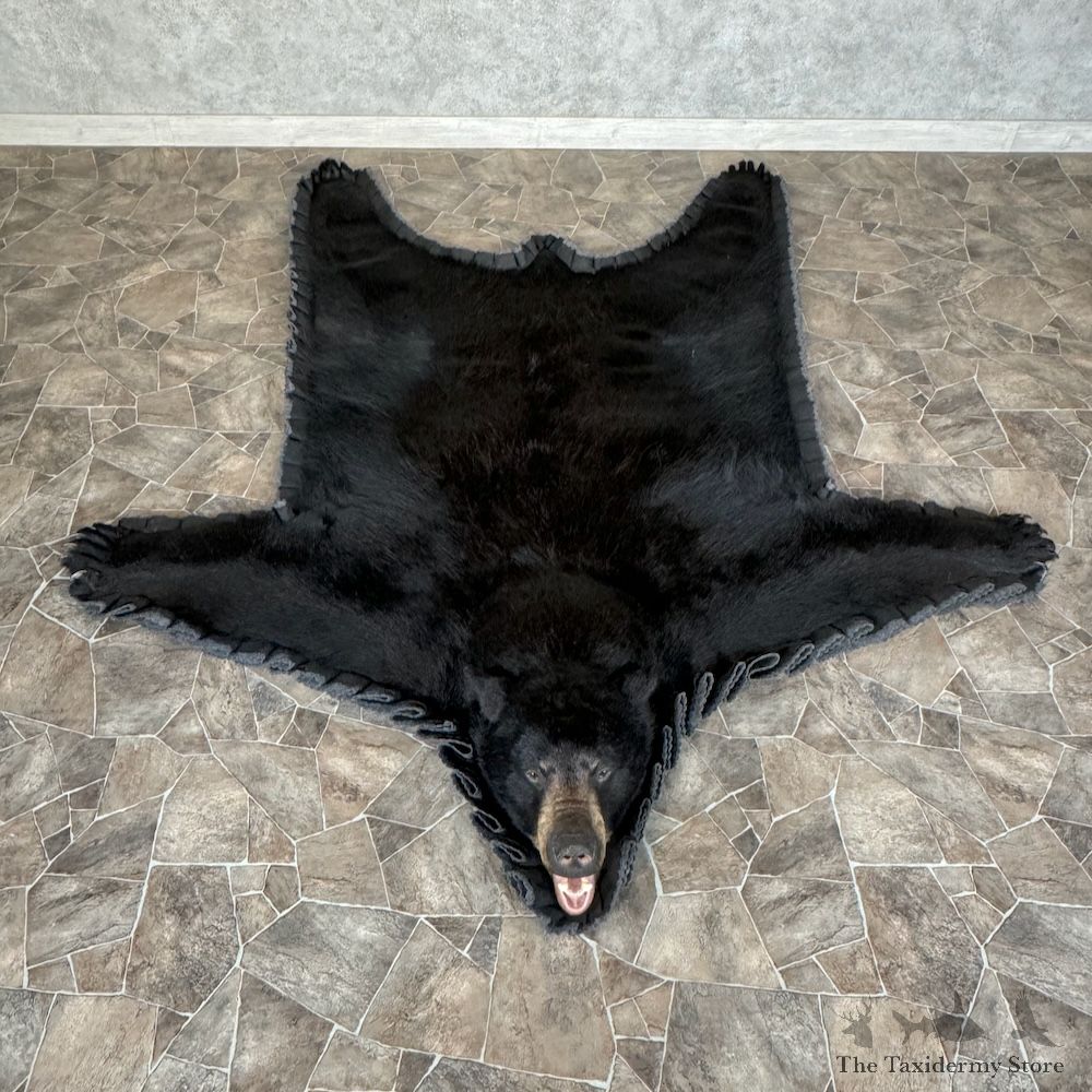 Black Bear Full-Size Rug For Sale #29761 @ The Taxidermy Store