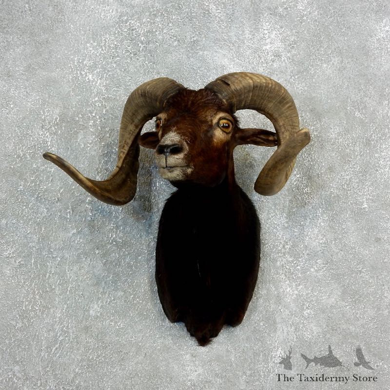 Corsican Ram Shoulder Mount For Sale #17815 @ The Taxidermy Store