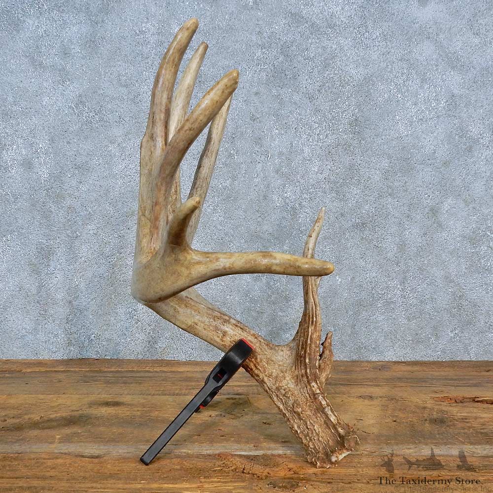 Whitetail Deer Antler Shed For Sale #15444 @ The Taxidermy Store