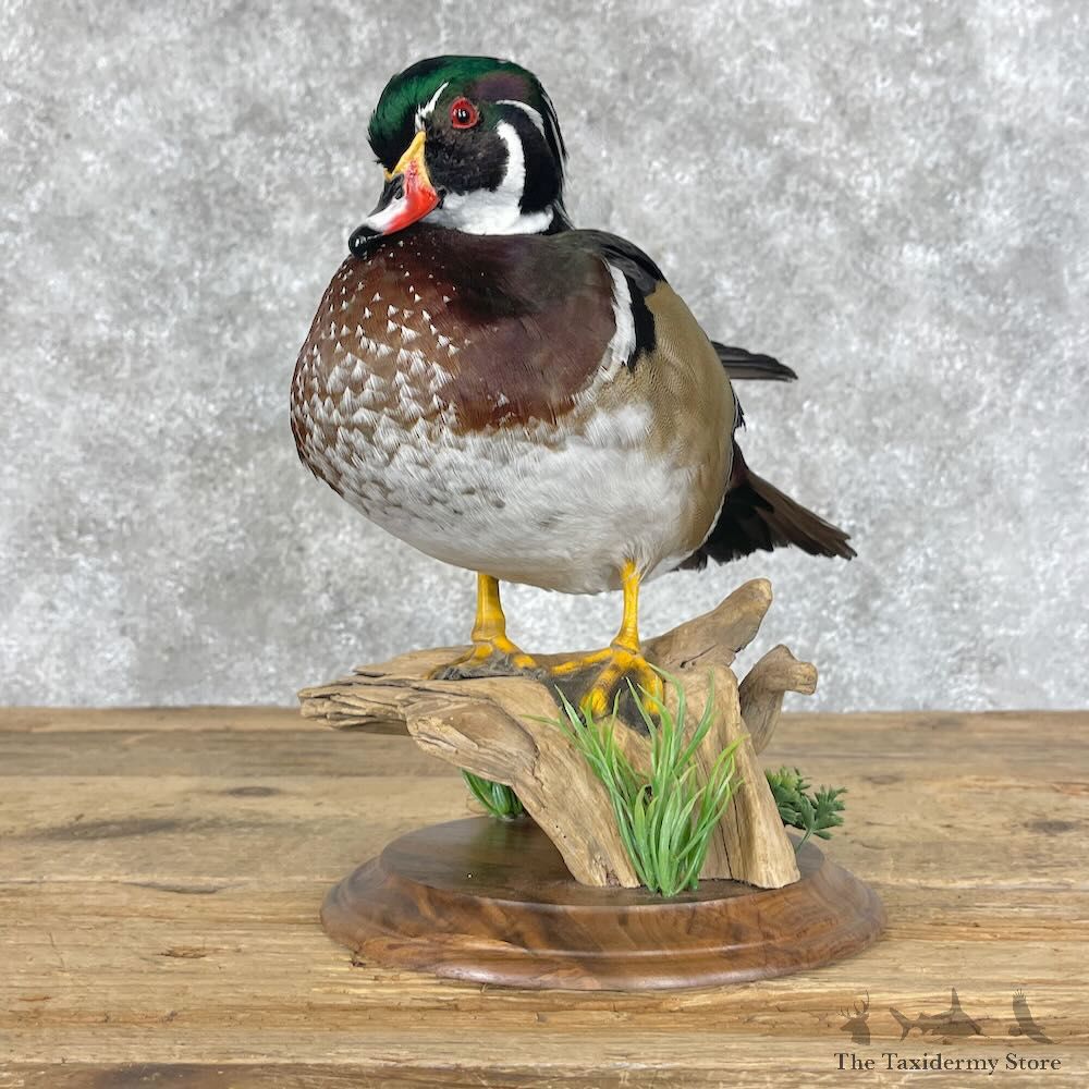 Wood Duck Bird Mount For Sale #28509 - The Taxidermy Store