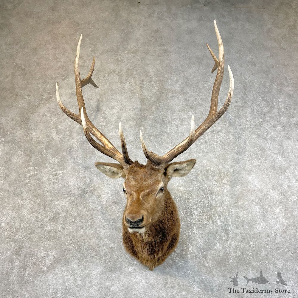 Rocky Mountain Elk Shoulder Mount For Sale #26069 @ The Taxidermy Store