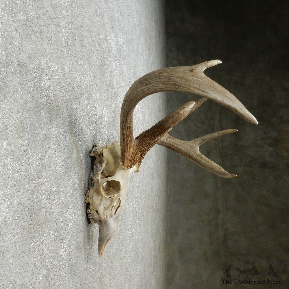 Whitetail Deer Skull European Mount For Sale #14769 @ The Taxidermy Store