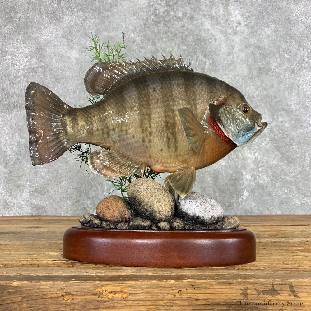 Bluegill Taxidermy Fish Mount #22304 For Sale @ The Taxidermy Store