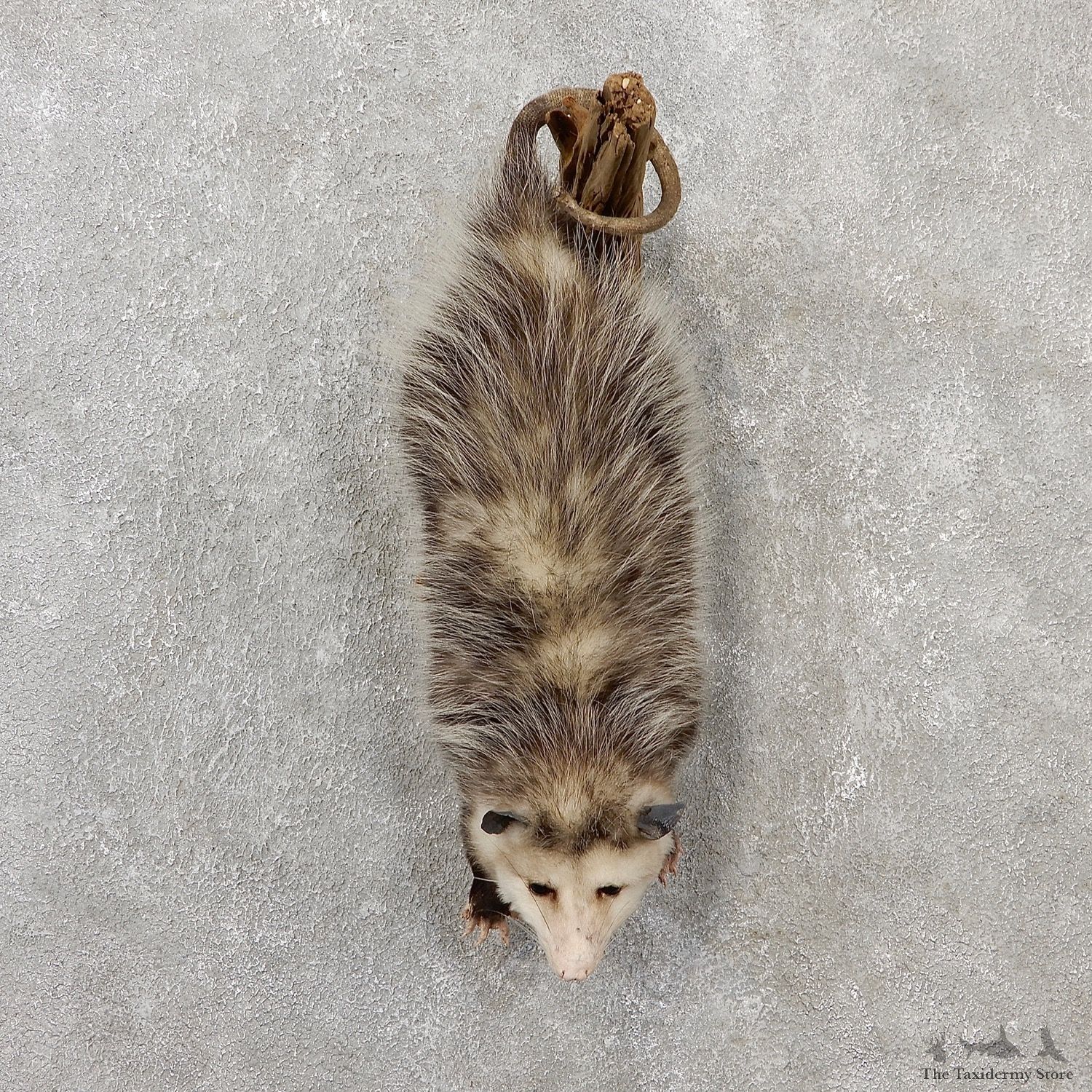 Wall Hanging Opossum Mount For Sale #19072 @ The Taxidermy Store