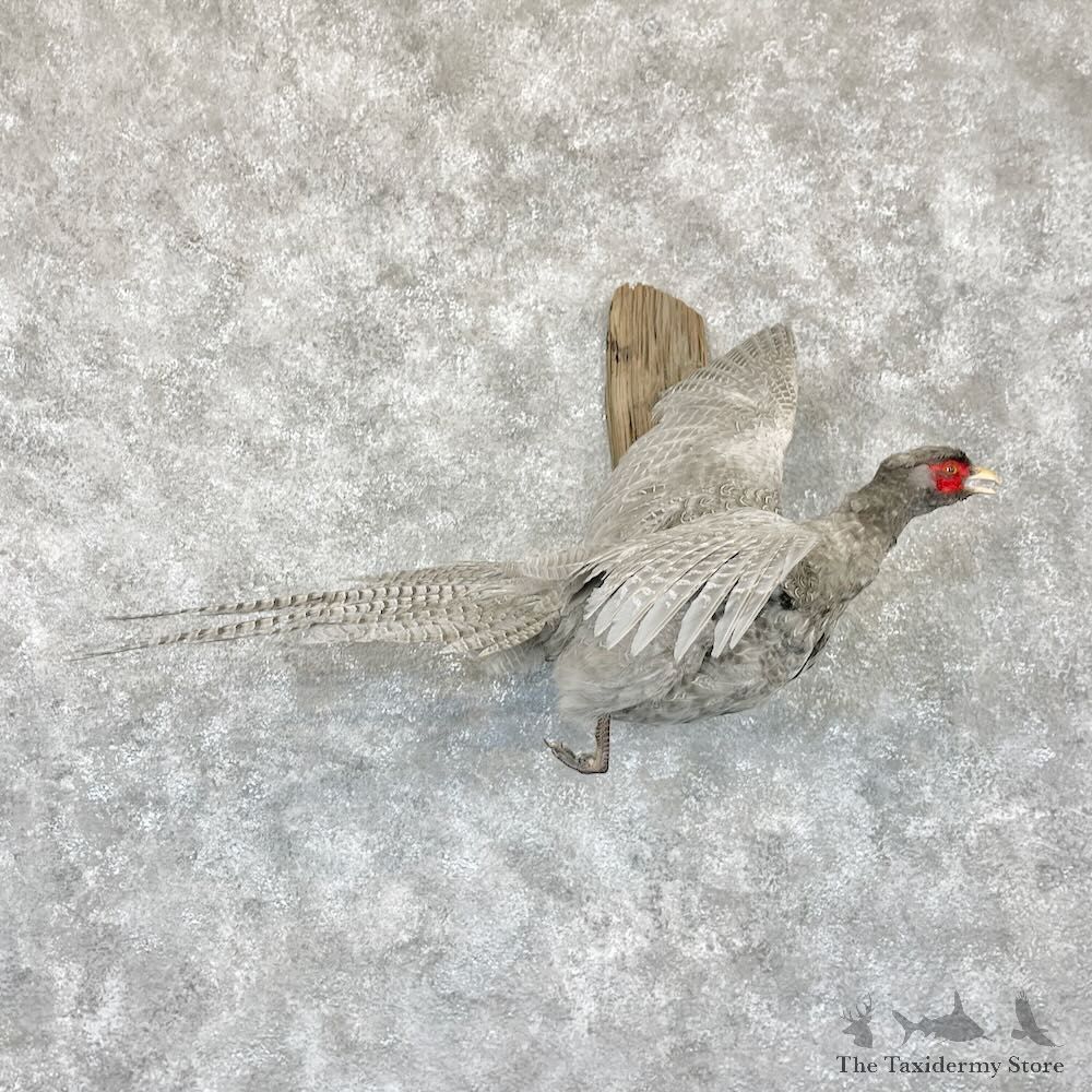 Abyssinian Pheasant Bird Mount For Sale #28252 @ The Taxidermy Store