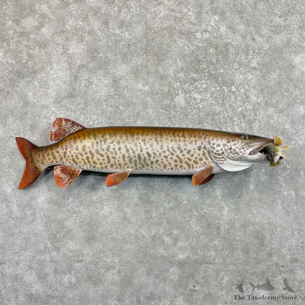 Reproduction Muskellunge Fish Mount For Sale #27528 @ The Taxidermy Store