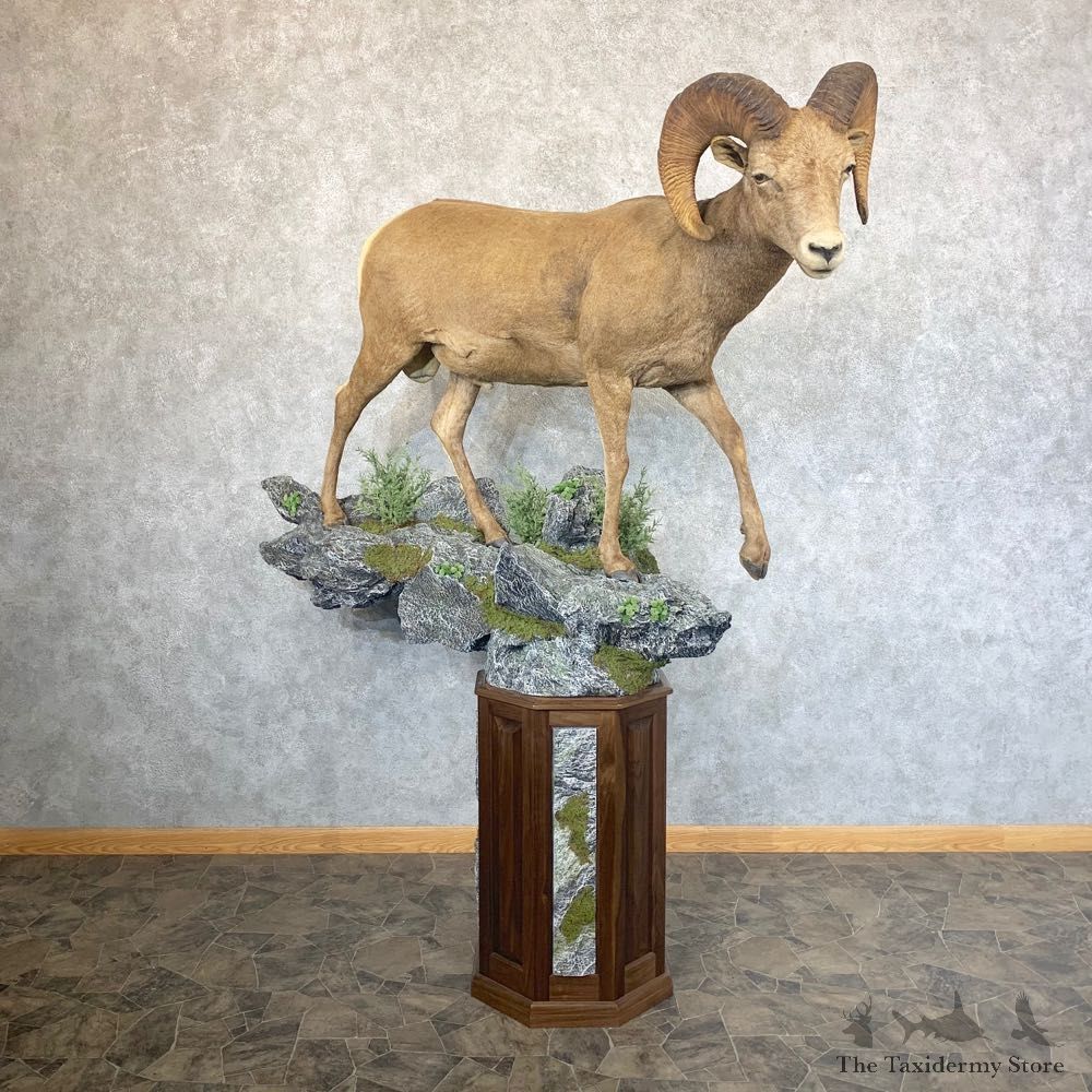 Colorado Bighorn Sheep Taxidermy Mount #23743 For Sale - The Taxidermy Store