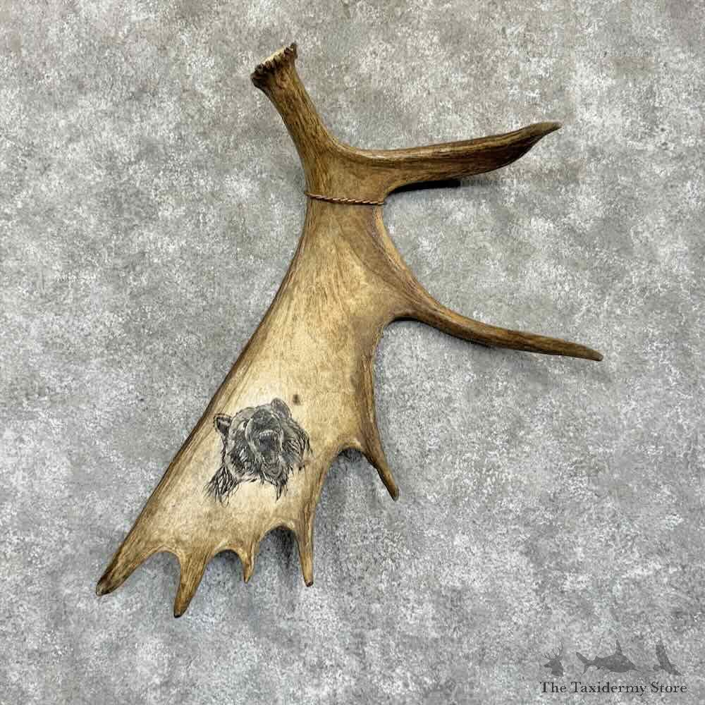 Moose Shed Art Decor For Sale #31374 @ The Taxidermy Store