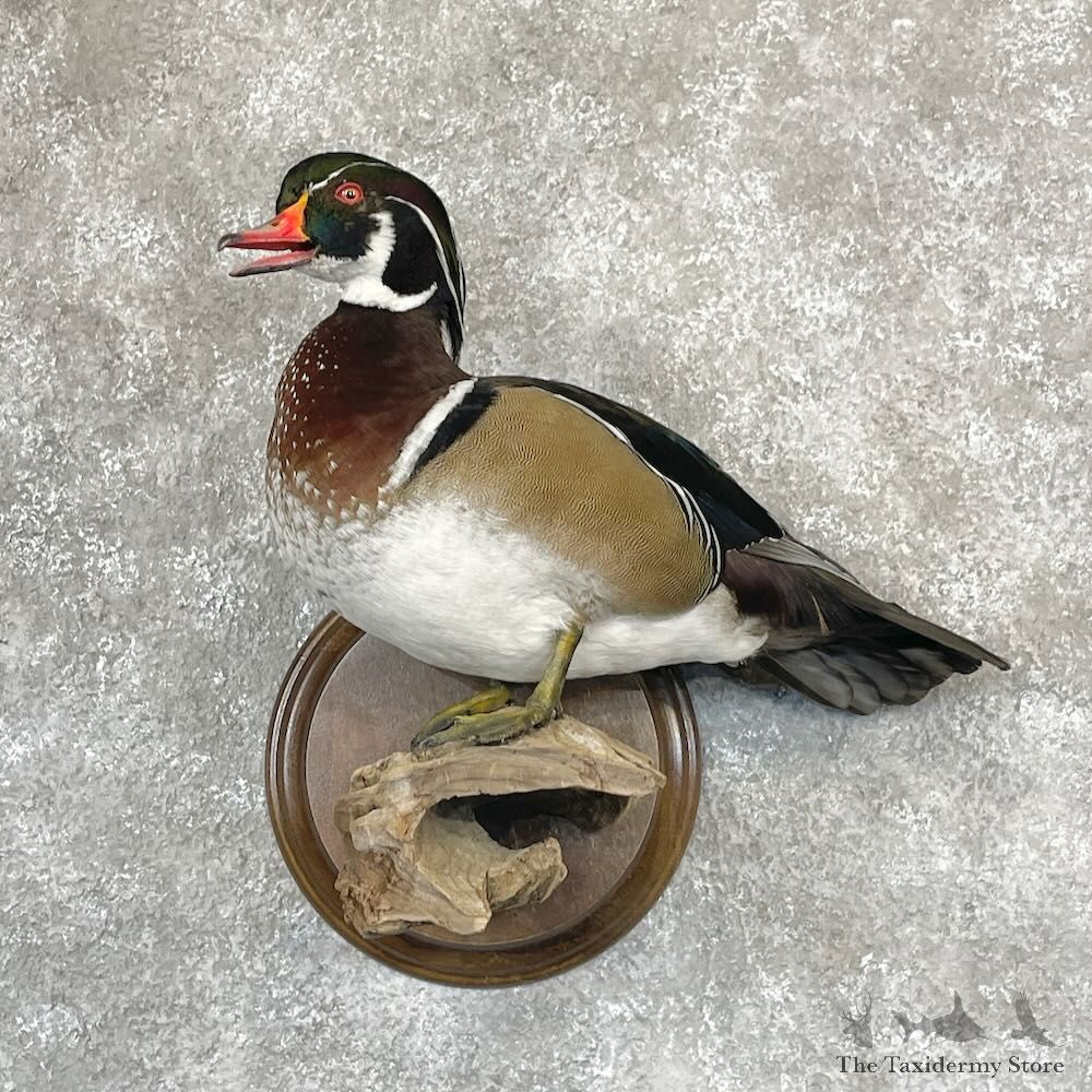 Wood Duck Bird Mount For Sale #28115 @ The Taxidermy Store