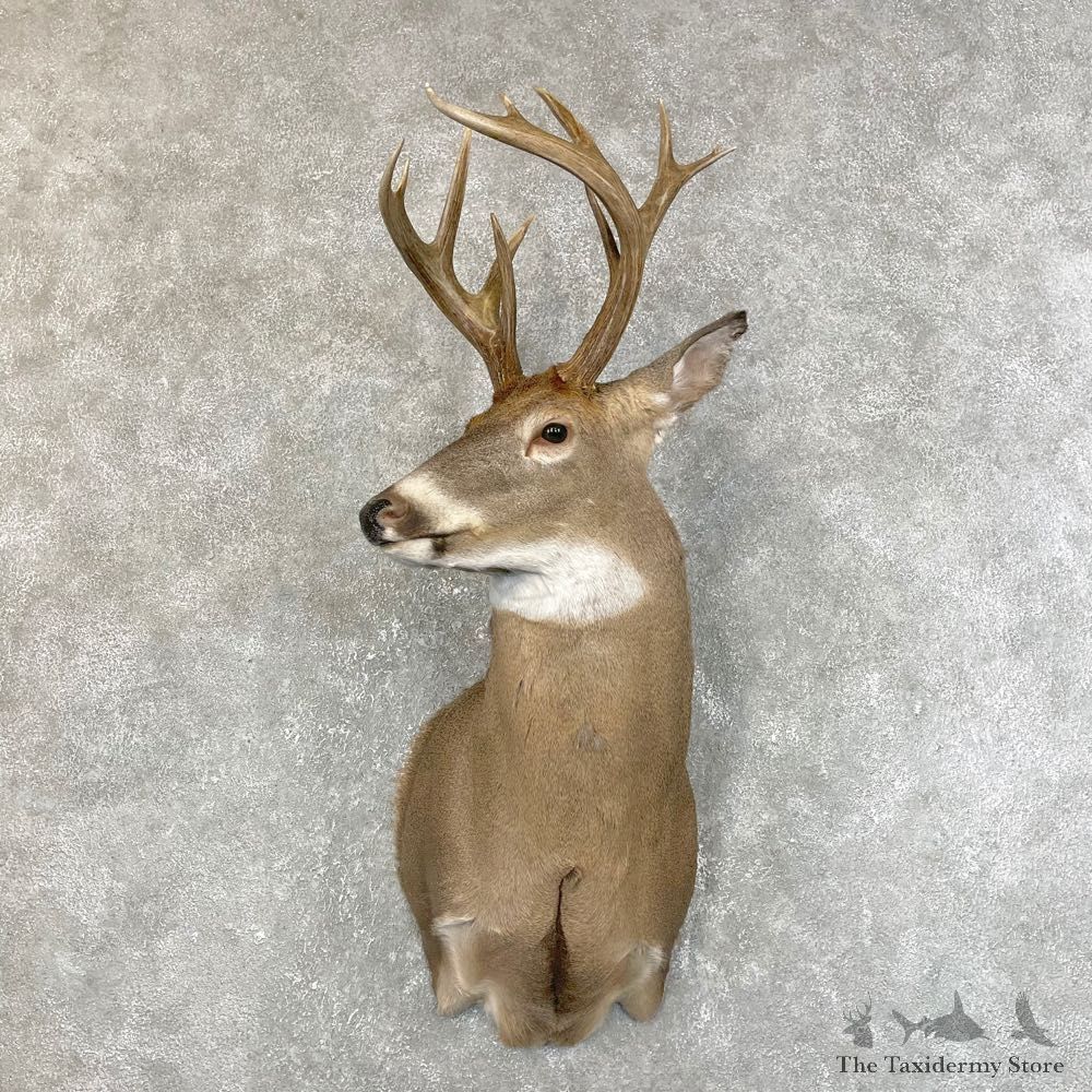 Whitetail Deer Shoulder Mount #24216 For Sale - The Taxidermy Store