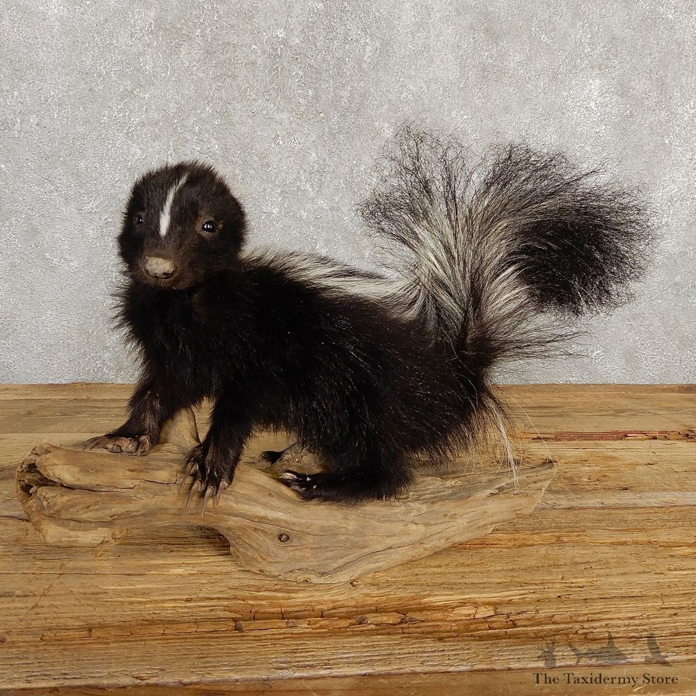 Adolescent Skunk Taxidermy Mount #20240 For Sale @ The Taxidermy Store