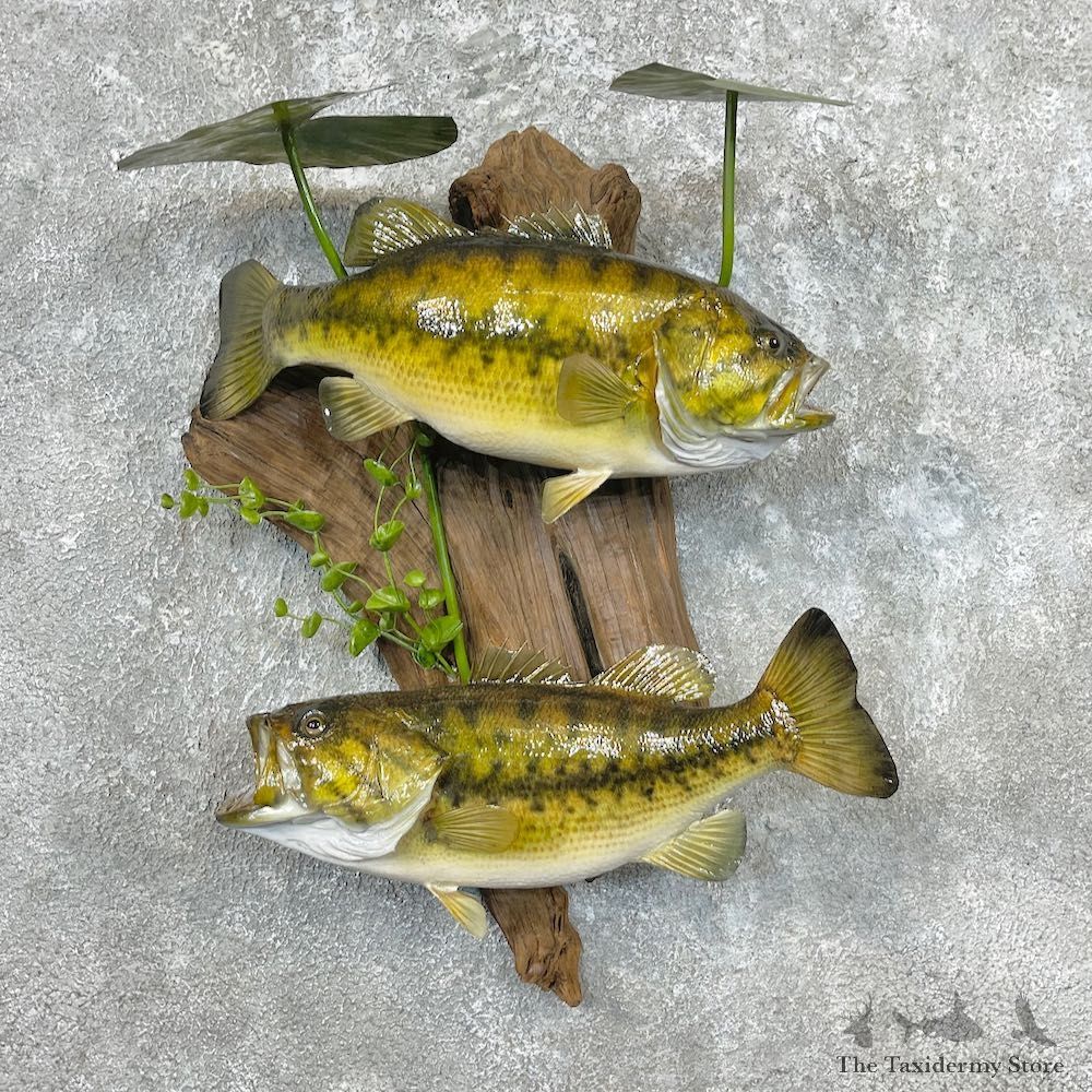 Largemouth Bass Fish Mount For Sale #26904 @ The Taxidermy Store