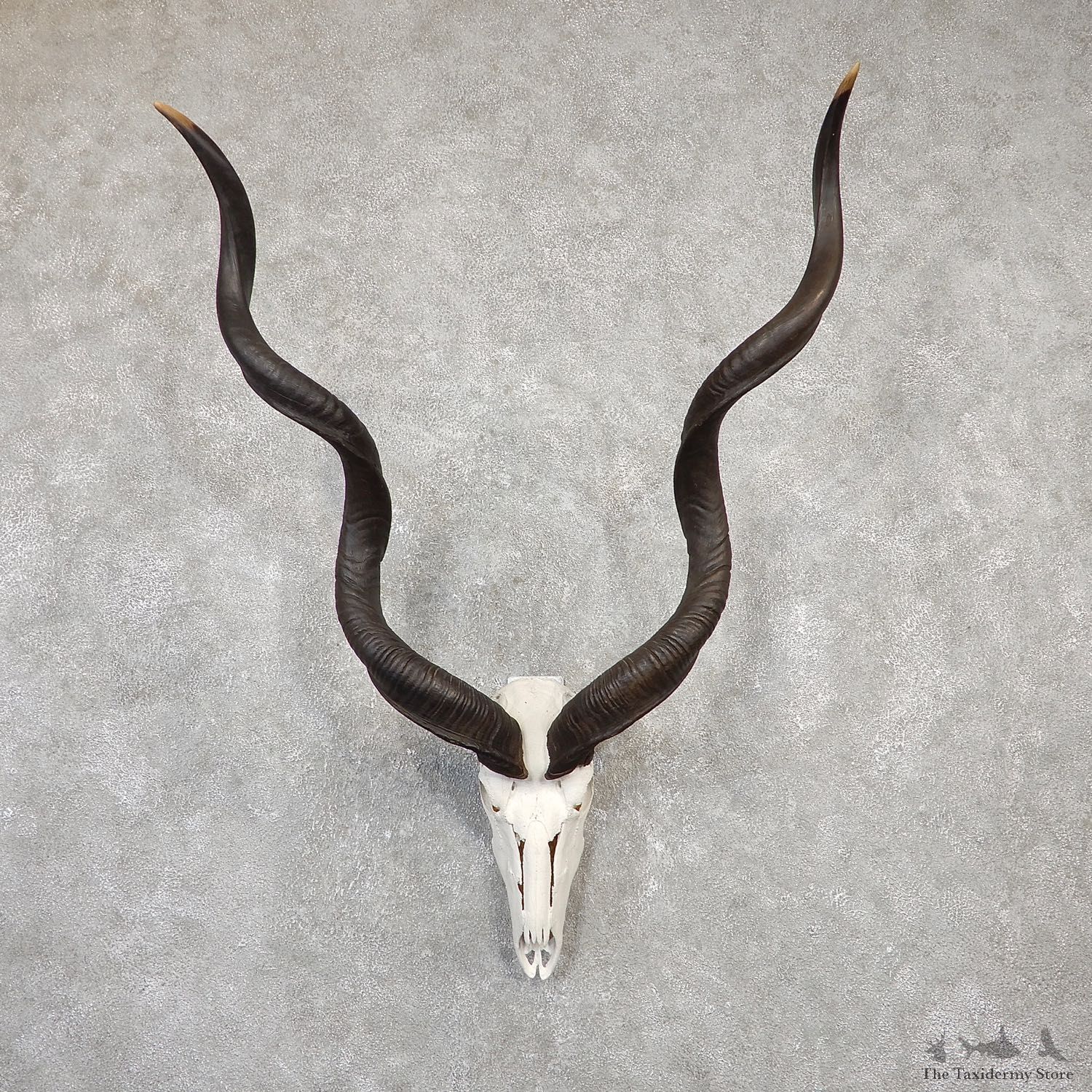 Greater Kudu Skull European Mount For Sale #20020 @ The Taxidermy Store