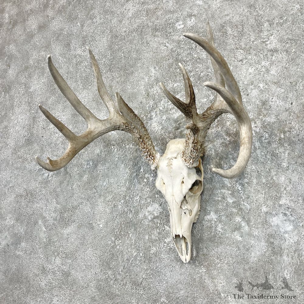 Whitetail Deer Skull European Mount For Sale #26896 @ The Taxidermy Store