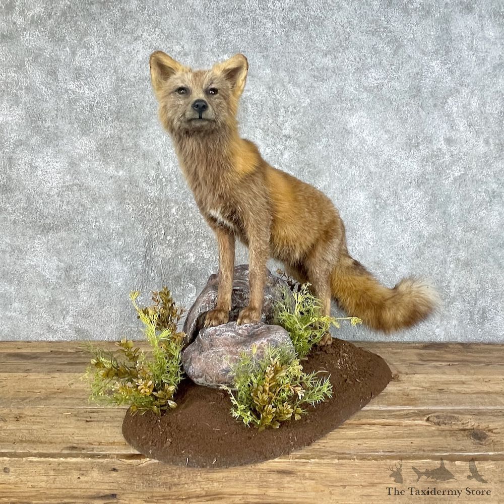 Cross Fox Life-Size Taxidermy Mount #25813 For Sale @ The Taxidermy Store