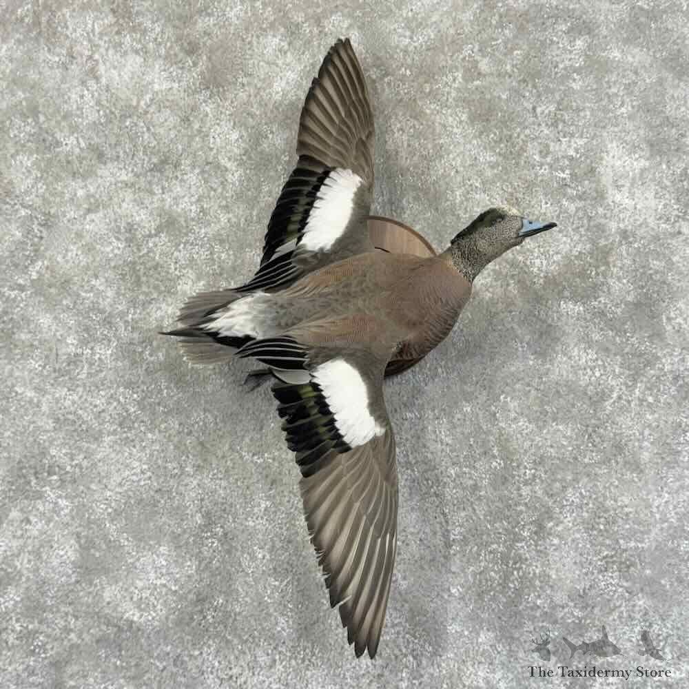 American Wigeon Duck Bird Mount For Sale #31186 @ The Taxidermy Store