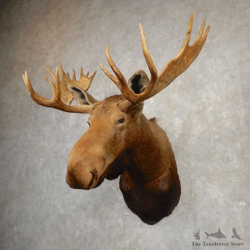 Canadian Moose Shoulder Mount For Sale #20509 @ The Taxidermy Store