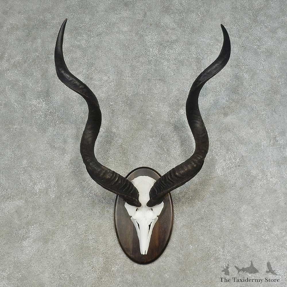 Greater Kudu Skull European Mount For Sale #16618 @ The Taxidermy Store