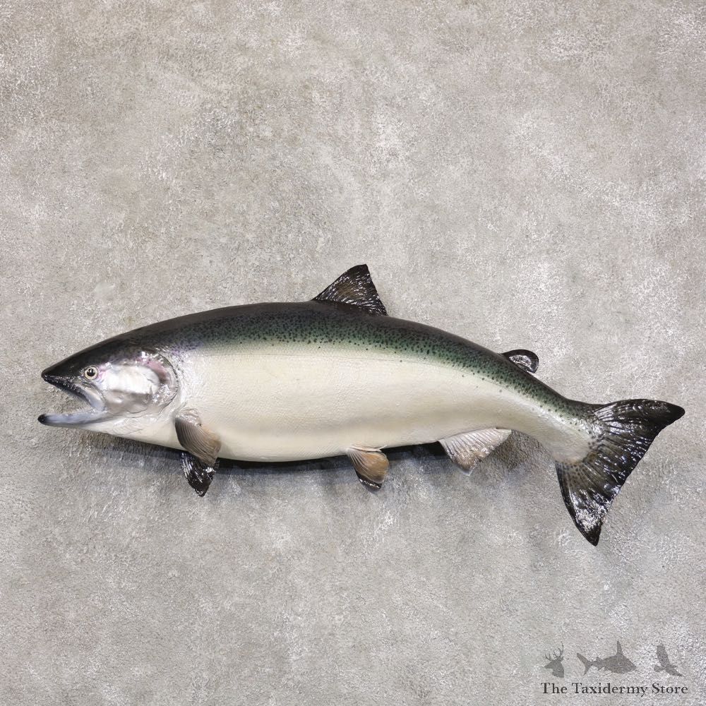 King Salmon Fish Mount For Sale #22210 @ The Taxidermy Store