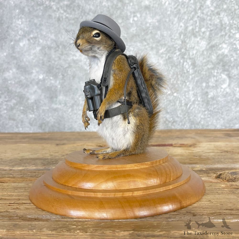 Tourist Squirrel Novelty Mount For Sale #25026 @ The Taxidermy Store