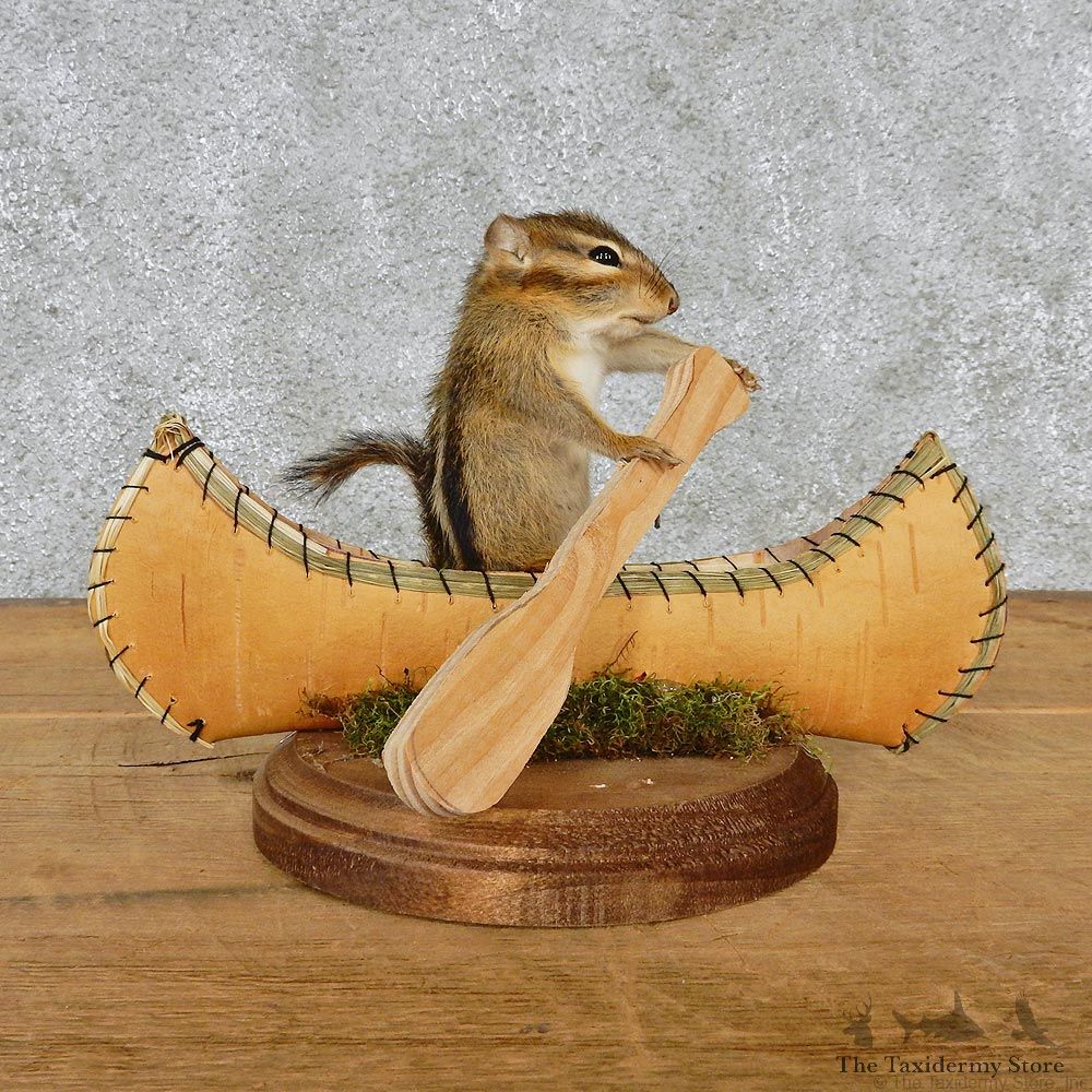 Novelty Canoe Chipmunk Taxidermy Mount #12582 For Sale @ The Taxidermy Store
