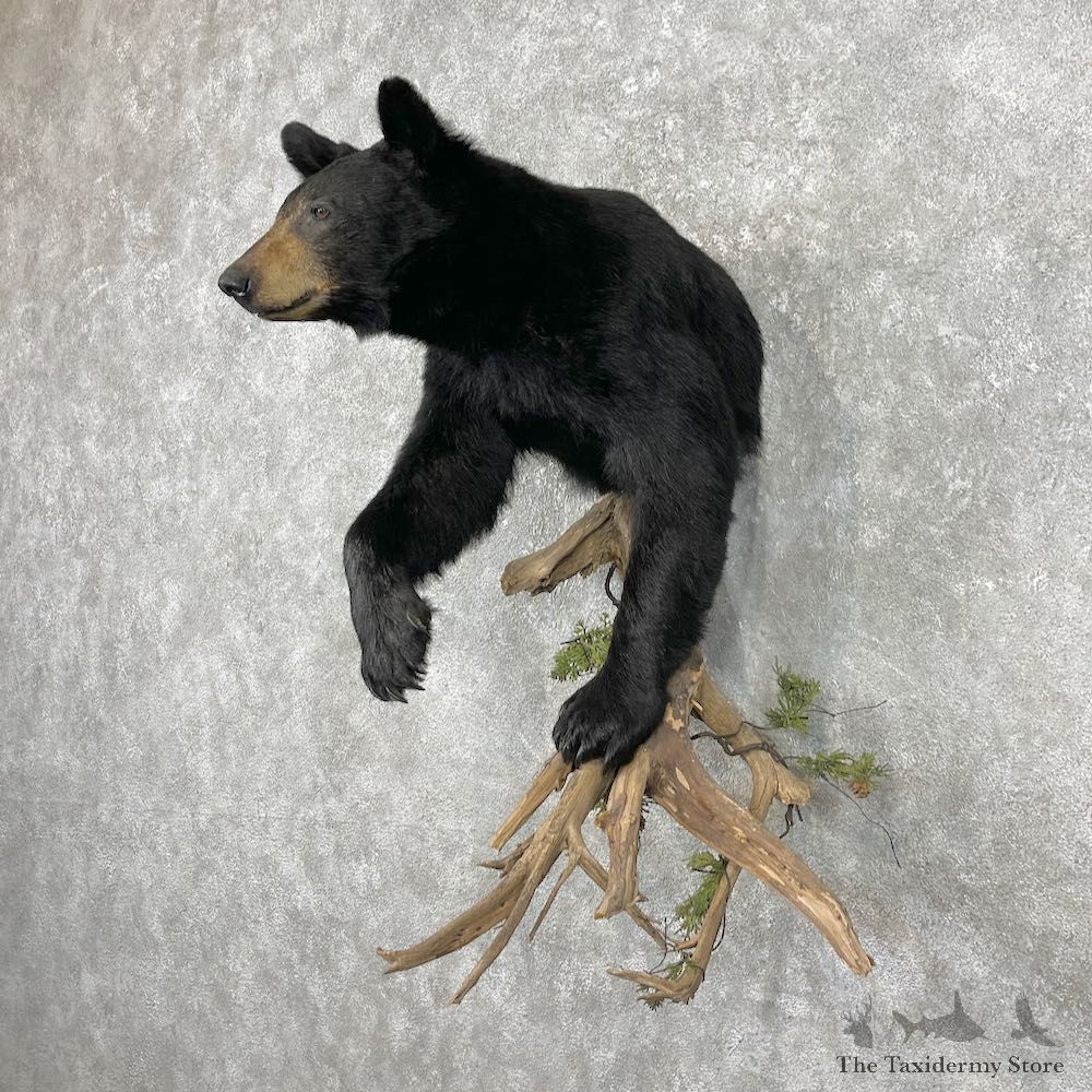 Black Bear Half-Life-Size Taxidermy Mount For Sale #26780 @ The Taxidermy Store