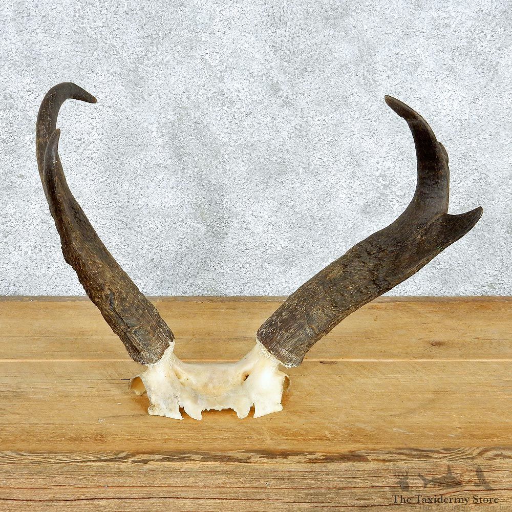 Pronghorn Taxidermy Skullcap & Horns Mount #12563 For Sale @ The Taxidermy Store