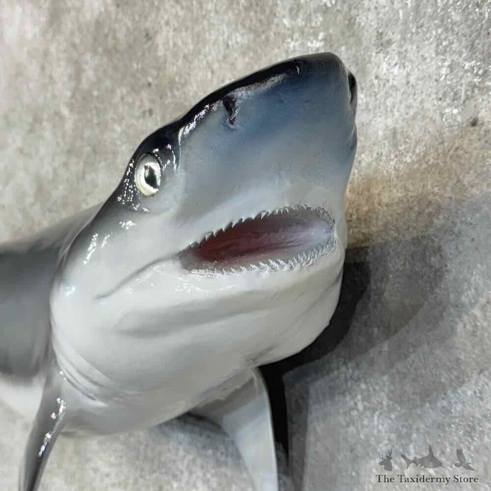 Bluntnose Sixgill Shark Reproduction Mount For Sale #30451 @ The Taxidermy Store