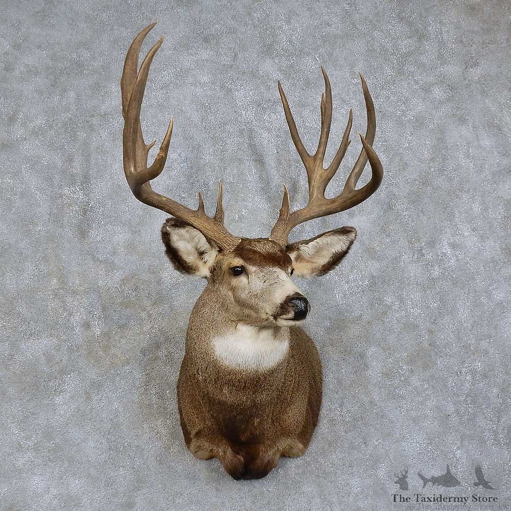 Mule Deer Shoulder Mount For Sale #15737 @ The Taxidermy Store