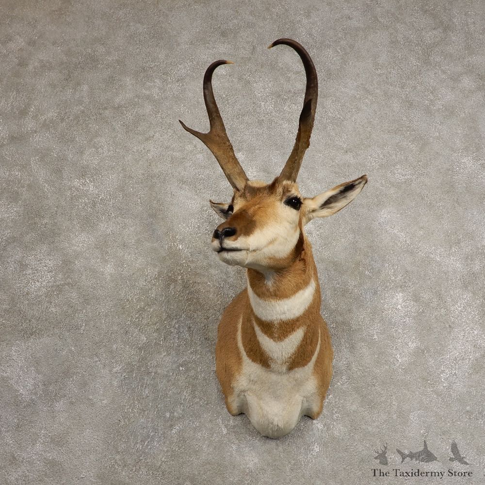 Pronghorn Taxidermy Shoulder Mount #20497 For Sale @ The Taxidermy Store