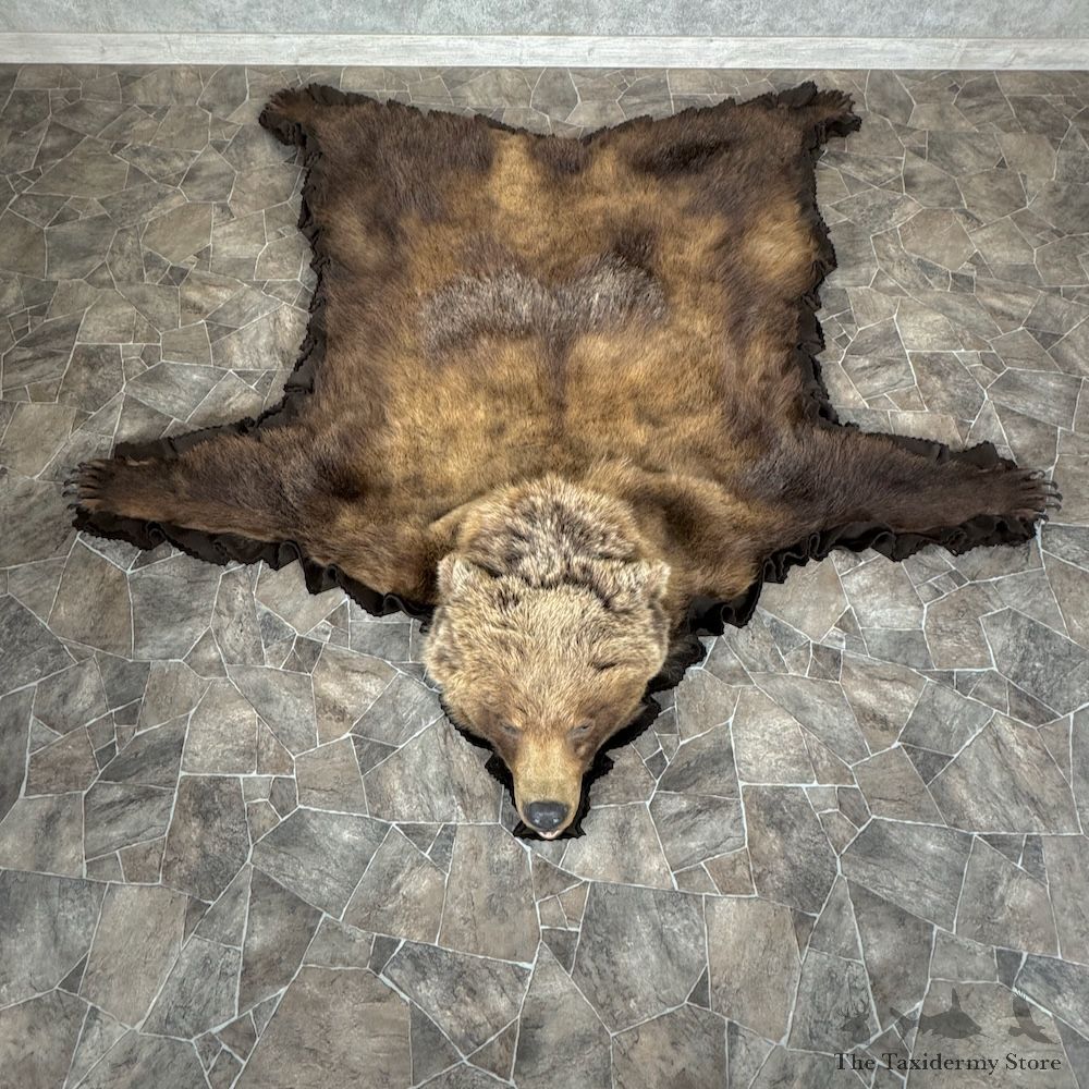 Grizzly Bear Full Size Rug Mount For Sale #29302 @ The Taxidermy Store