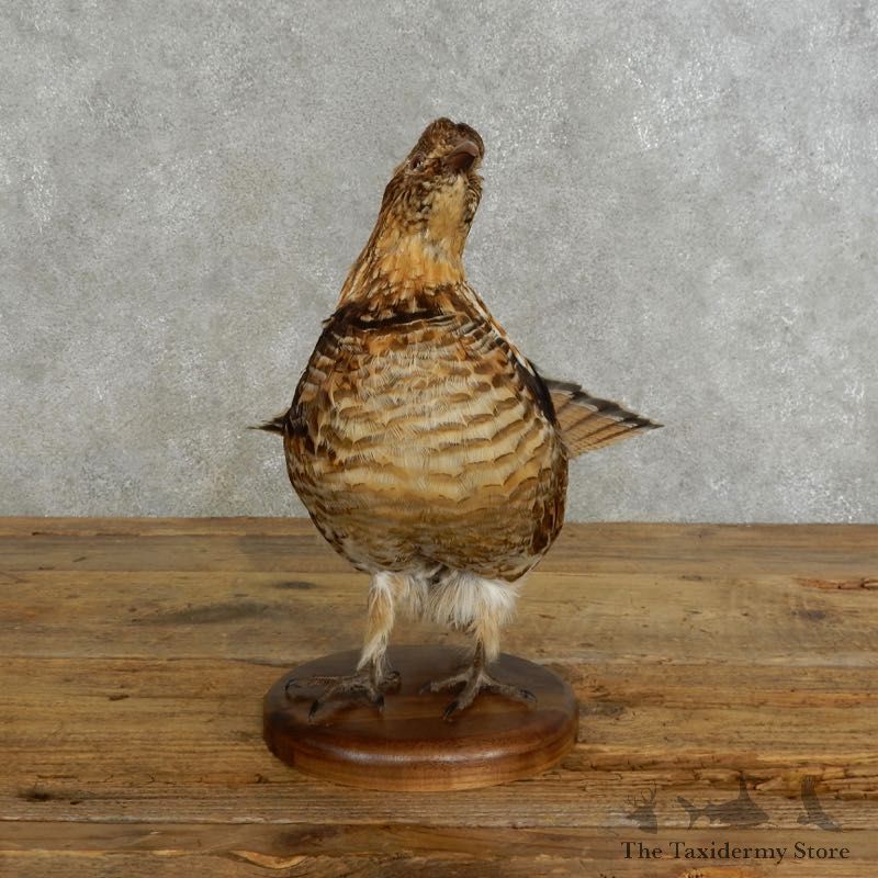 Ruffed Grouse Bird Mount For Sale #17222 @ The Taxidermy Store