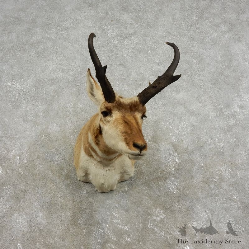 Pronghorn Antelope Shoulder Mount For Sale #17320 @ The Taxidermy Store