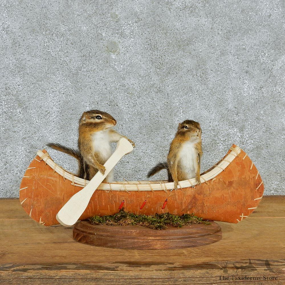 Novelty Canoeing Chipmunks #12938 For Sale @ The Taxidermy Store