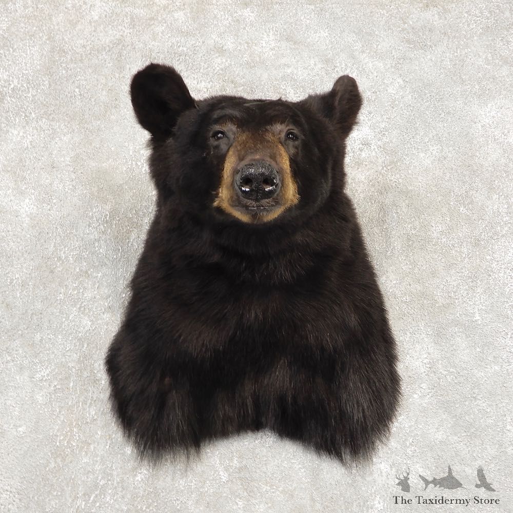 Black Bear Shoulder Mount For Sale #21411 @ The Taxidermy Store