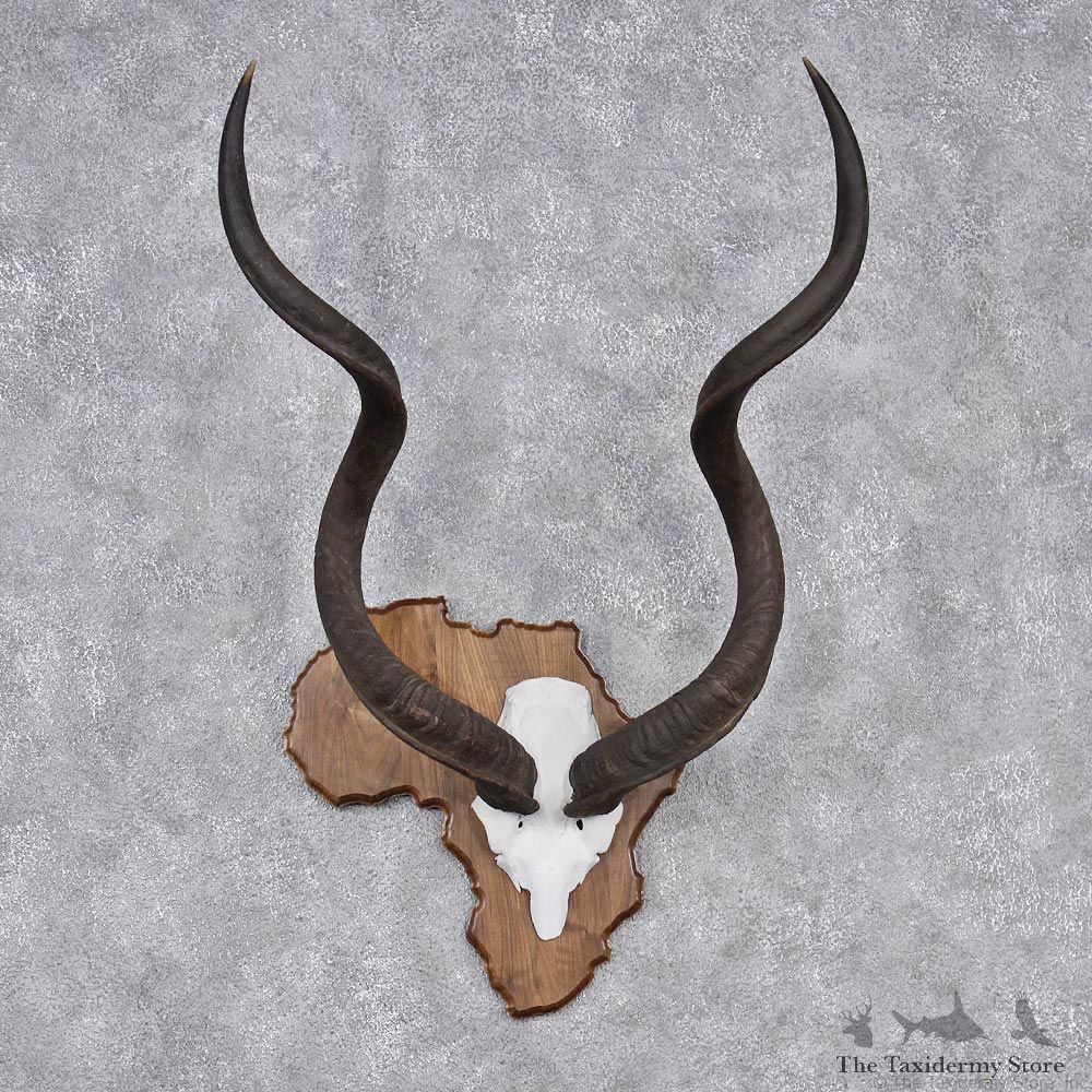 African Greater Kudu Taxidermy Horn Plaque #12550 For Sale @ The Taxidermy Store