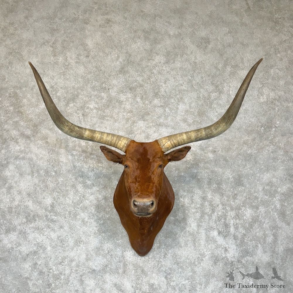Longhorn Steer Shoulder Mount For Sale #29339 @ The Taxidermy Store