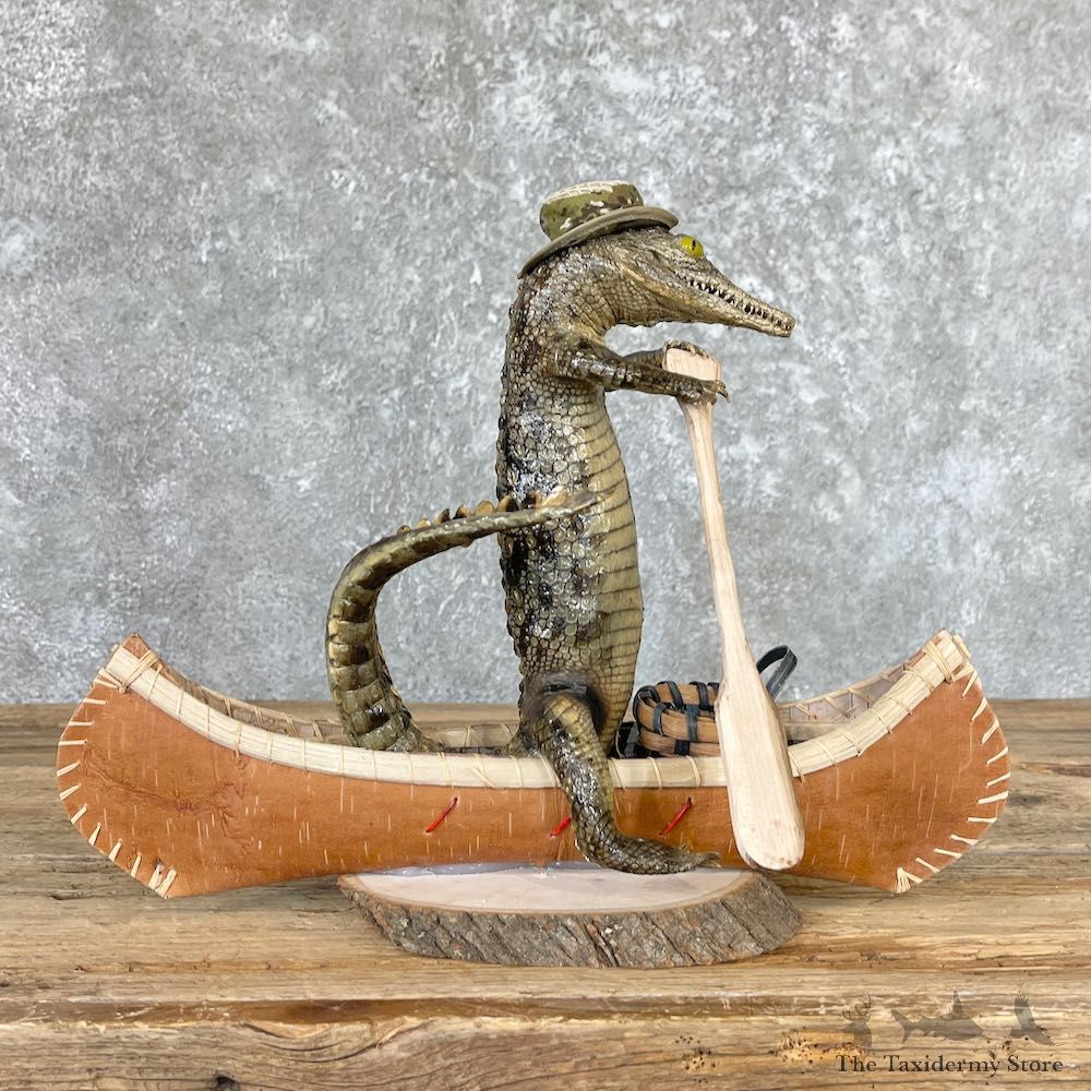 Alligator Life-Size Novelty Mount For Sale #26679 @ The Taxidermy Store