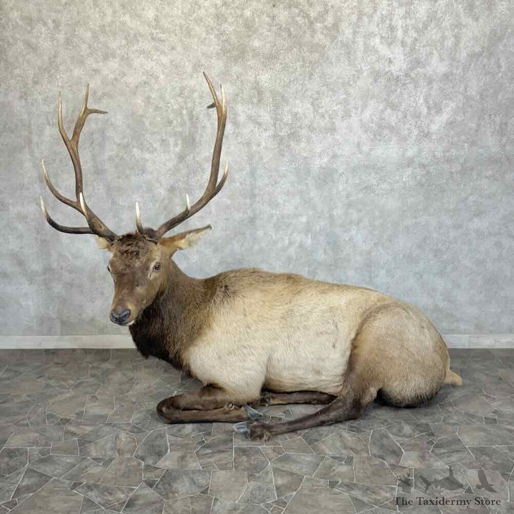 Rocky Mountain Elk Life-Size Mount For Sale #31406 @ The Taxidermy Store