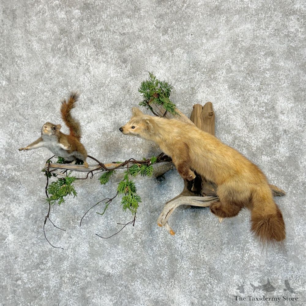 American Pine Marten Mount For Sale #29445 @ The Taxidermy Store