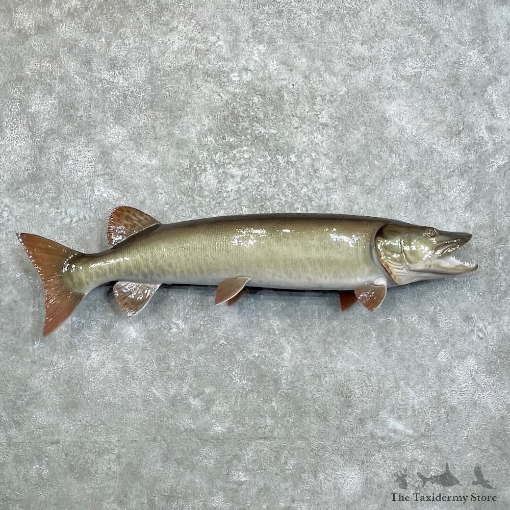 Reproduction Muskellunge Fish Mount For Sale #27999 @ The Taxidermy Store