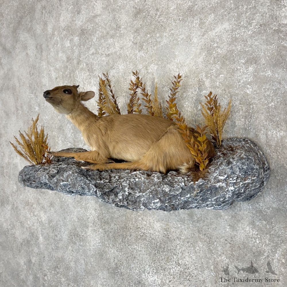 Blue Duiker Life Size Mount For Sale #30032 @ The Taxidermy Store